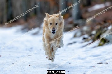 IMG_6960.jpg