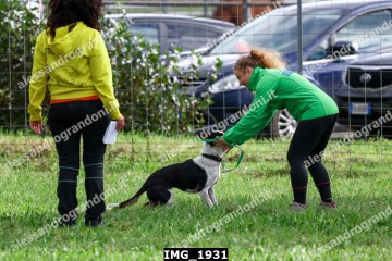 IMG_1931.jpg