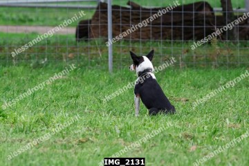 IMG_2131.jpg