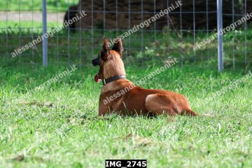 IMG_2745.jpg