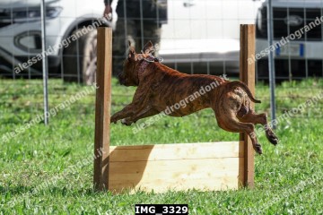 IMG_3329.jpg