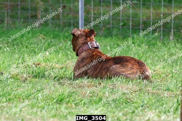 IMG_3504.jpg