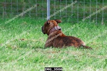 IMG_3506.jpg