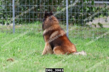 IMG_3963.jpg