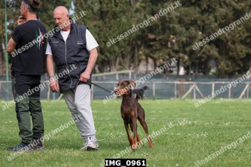 IMG_0961.jpg