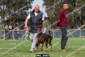IMG_0987.jpg
