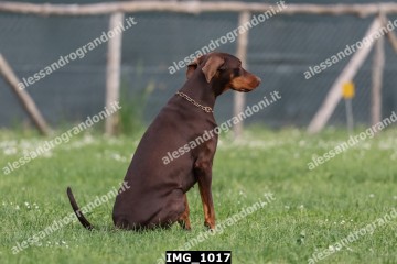 IMG_1017.jpg