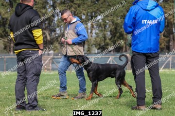 IMG_1237.jpg