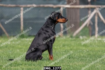 IMG_1277.jpg