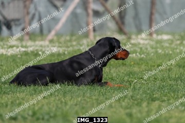 IMG_1323.jpg