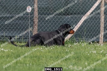IMG_1511.jpg