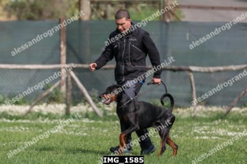 IMG_1585.jpg