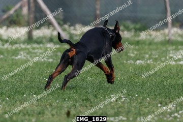 IMG_1829.jpg