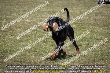 IMG_0442.jpg