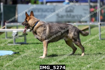 IMG_5274.jpg