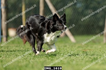 IMG_1619.jpg