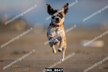 IMG_8647.jpg