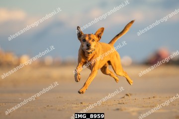 IMG_8959.jpg