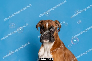 496A1337.jpg