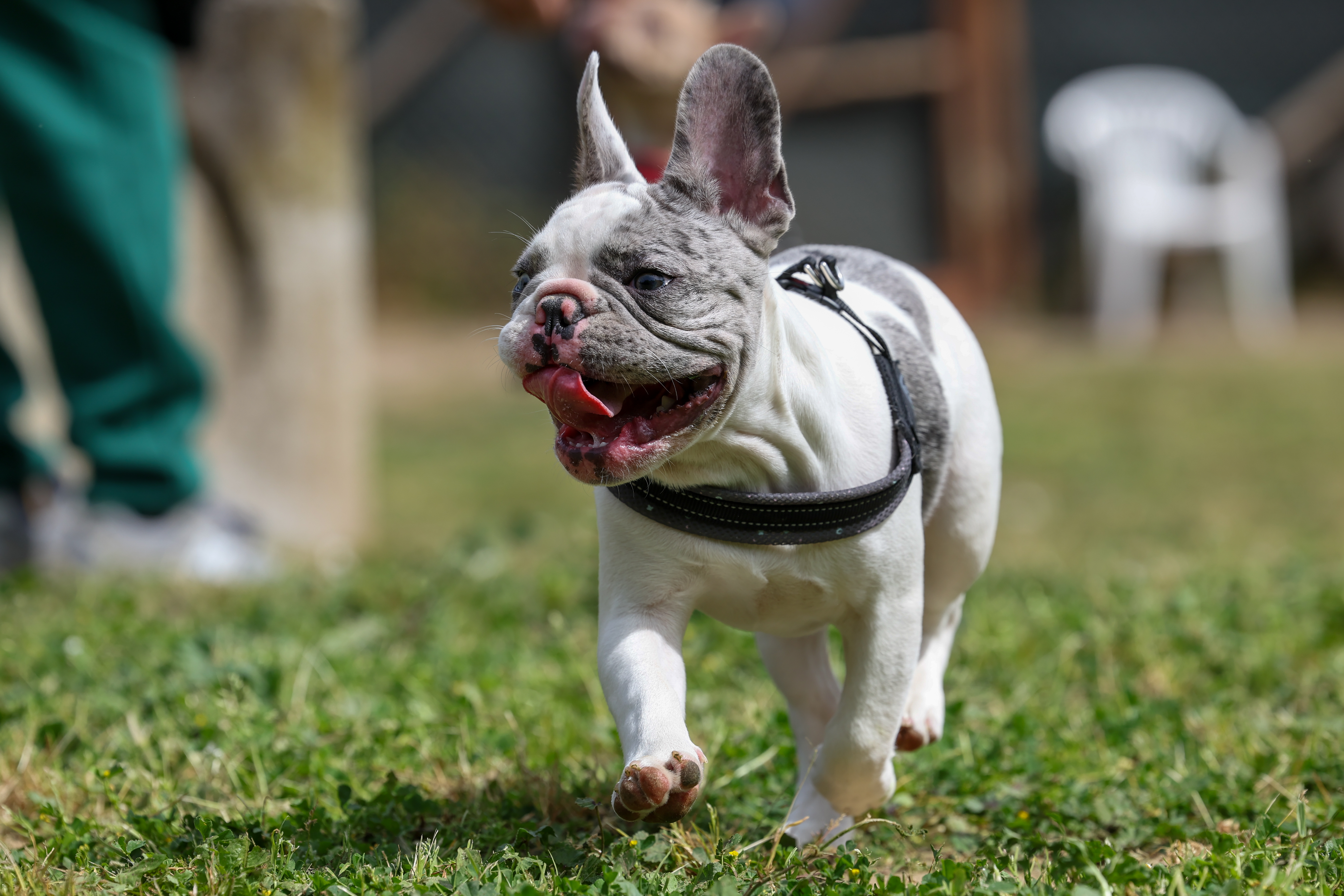 Puppy Class Happy Dog 13 Aprile 2025