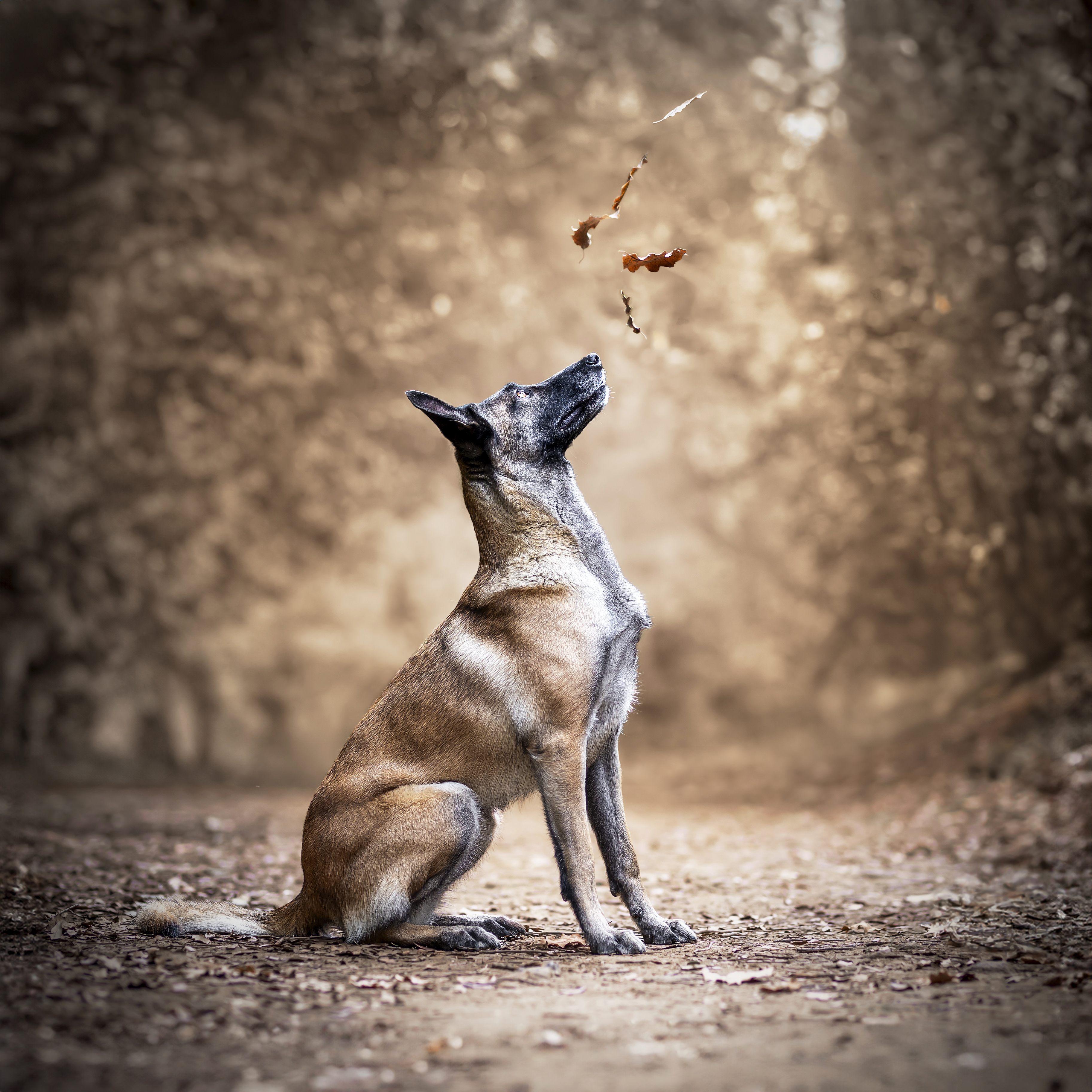 Servizio fotografico cane Malinois in esterna a Roma 