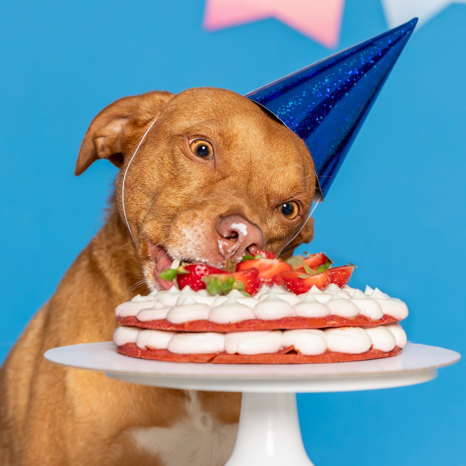 DOGGY SMASH CAKE A ROMA in studio fotografico 