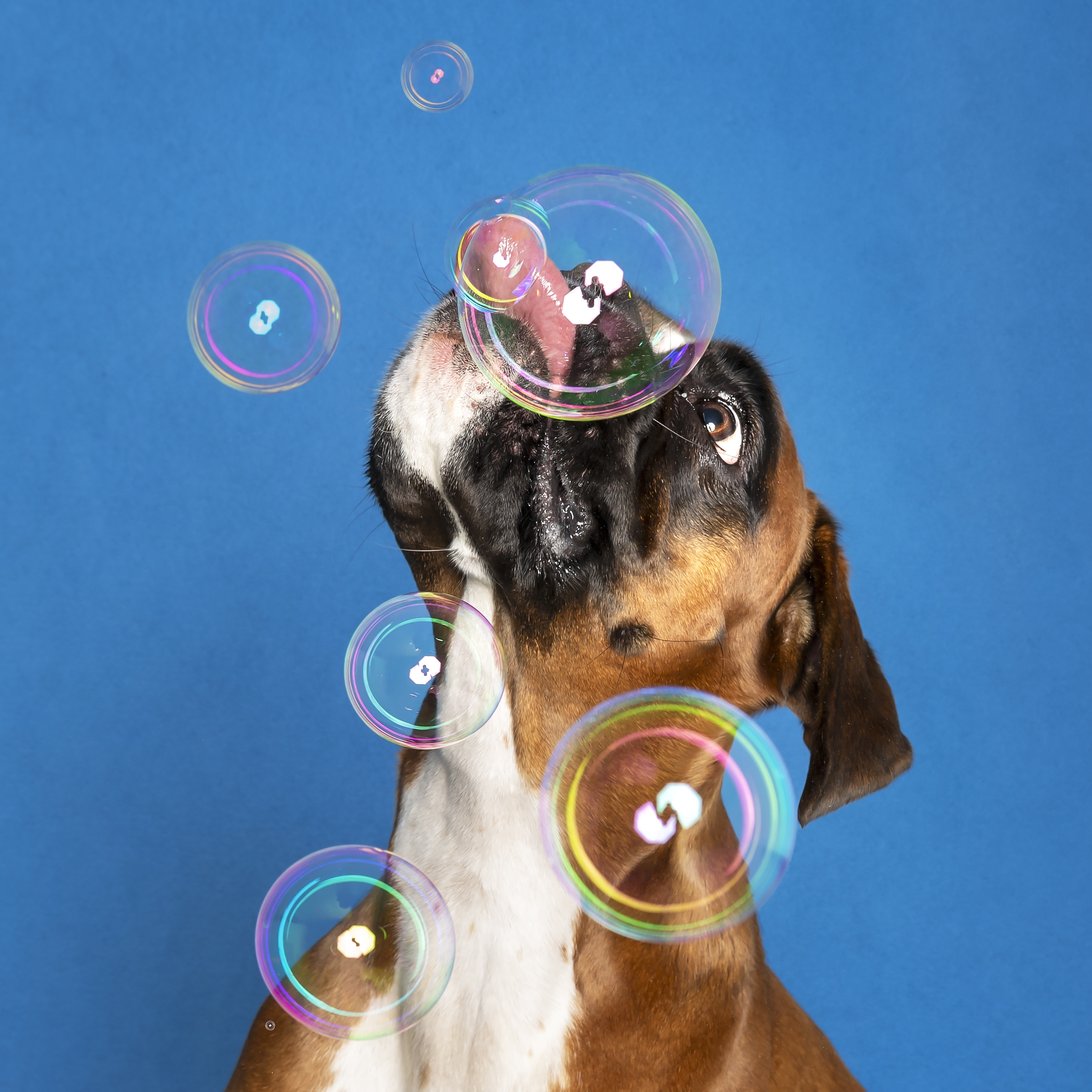 cane boxer fotografato con bolle di sapone in studio a Roma