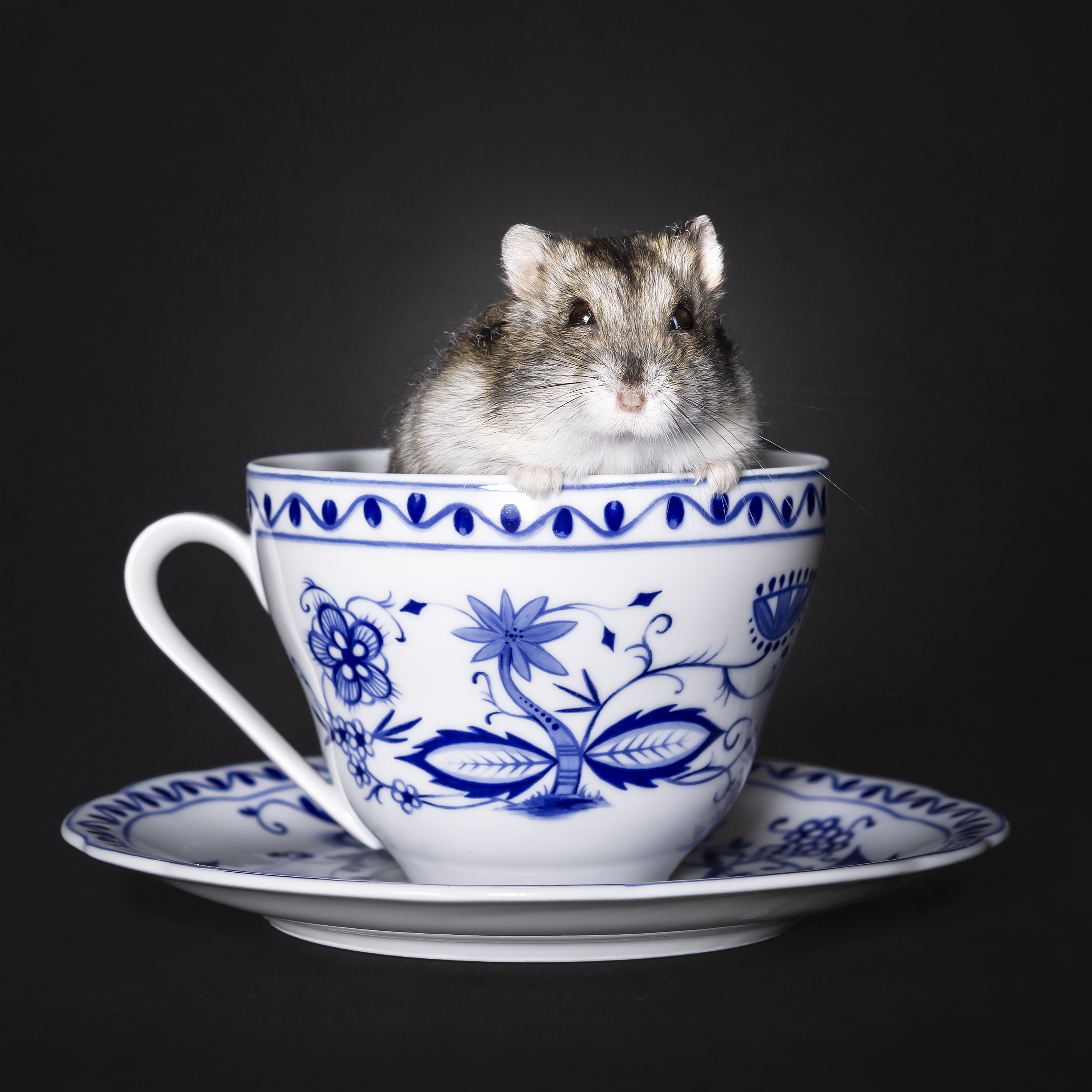 Criceto fotografato in studio dentro una tazza
