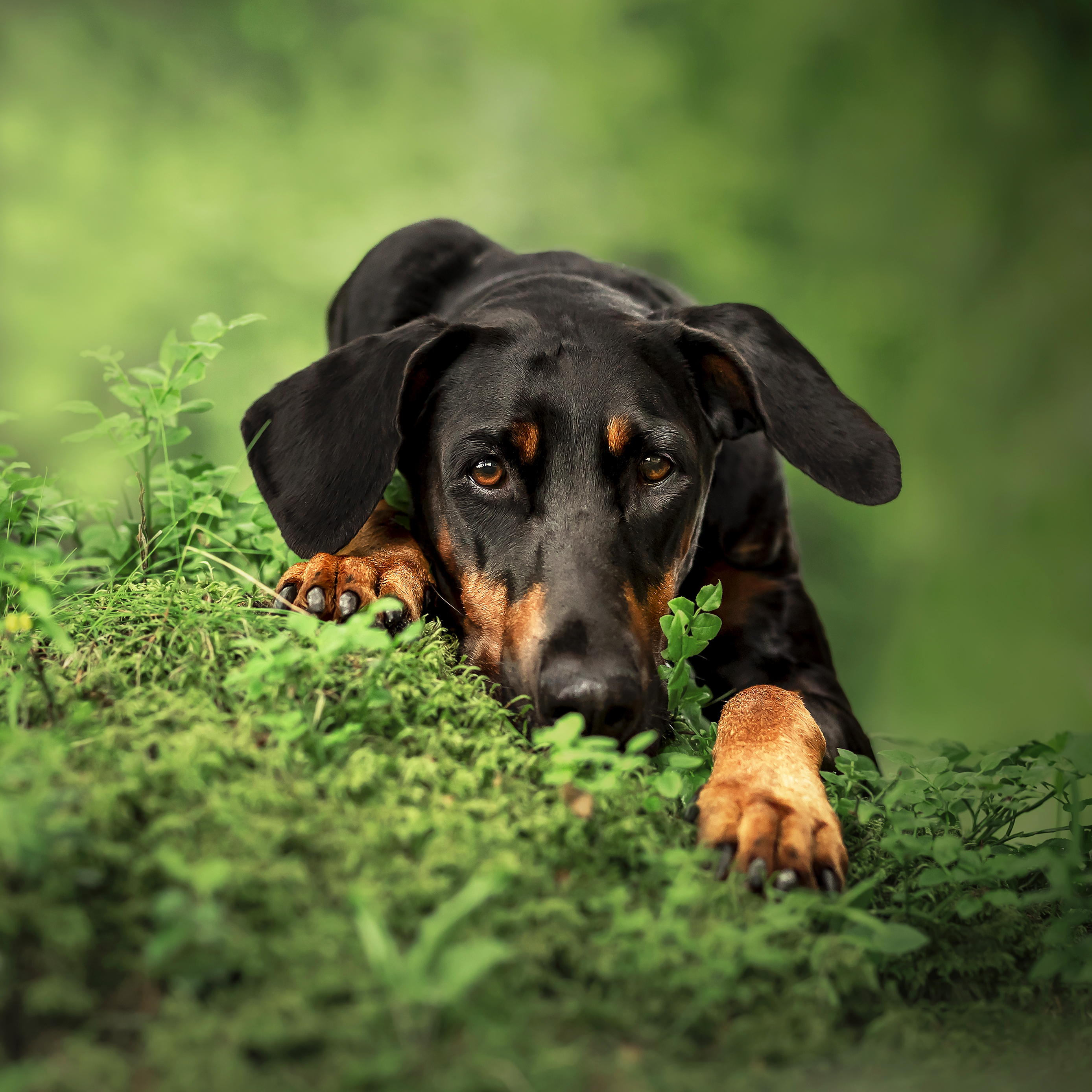 Cane dobermann fotografato nel bosco