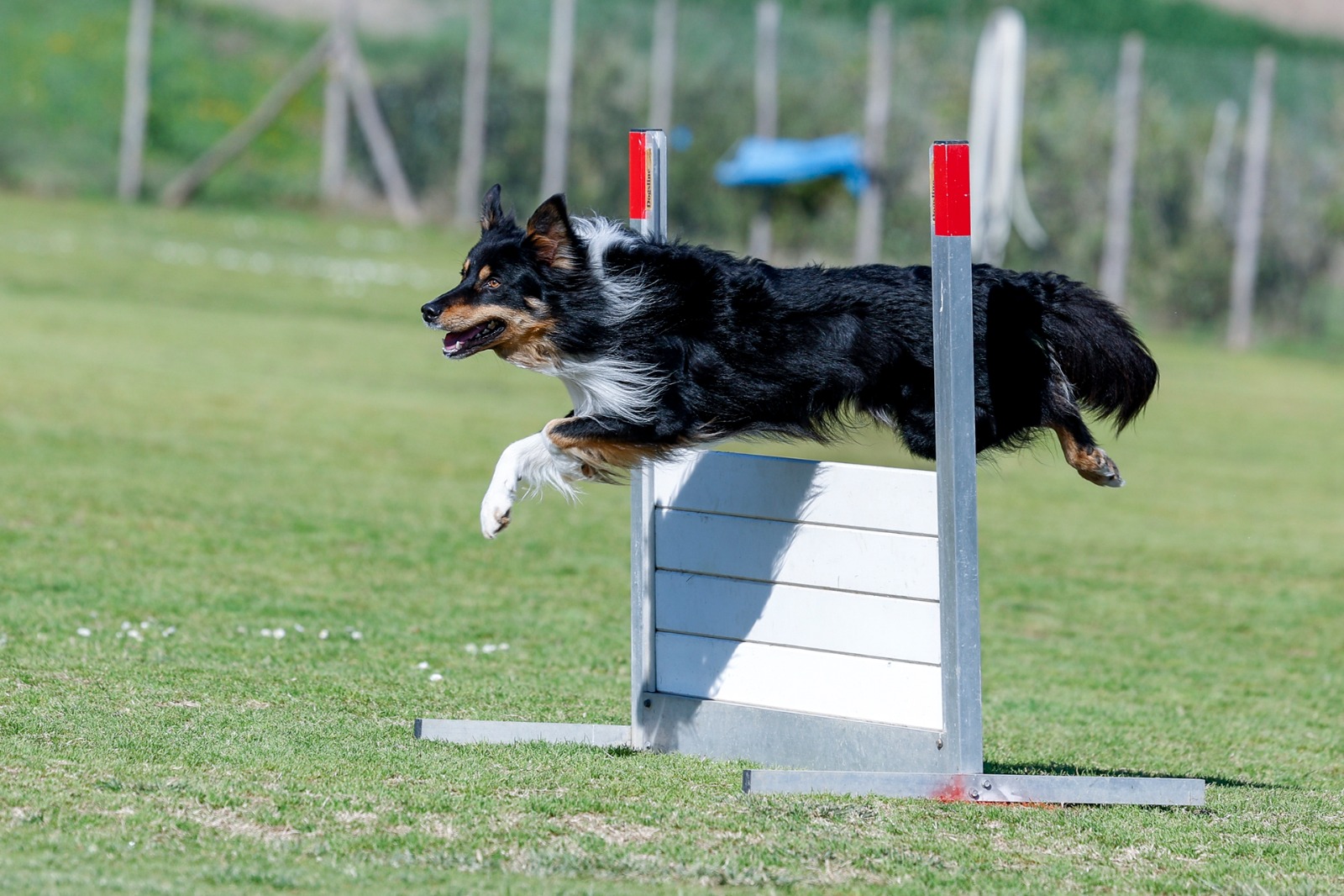 Border collie gara obedience