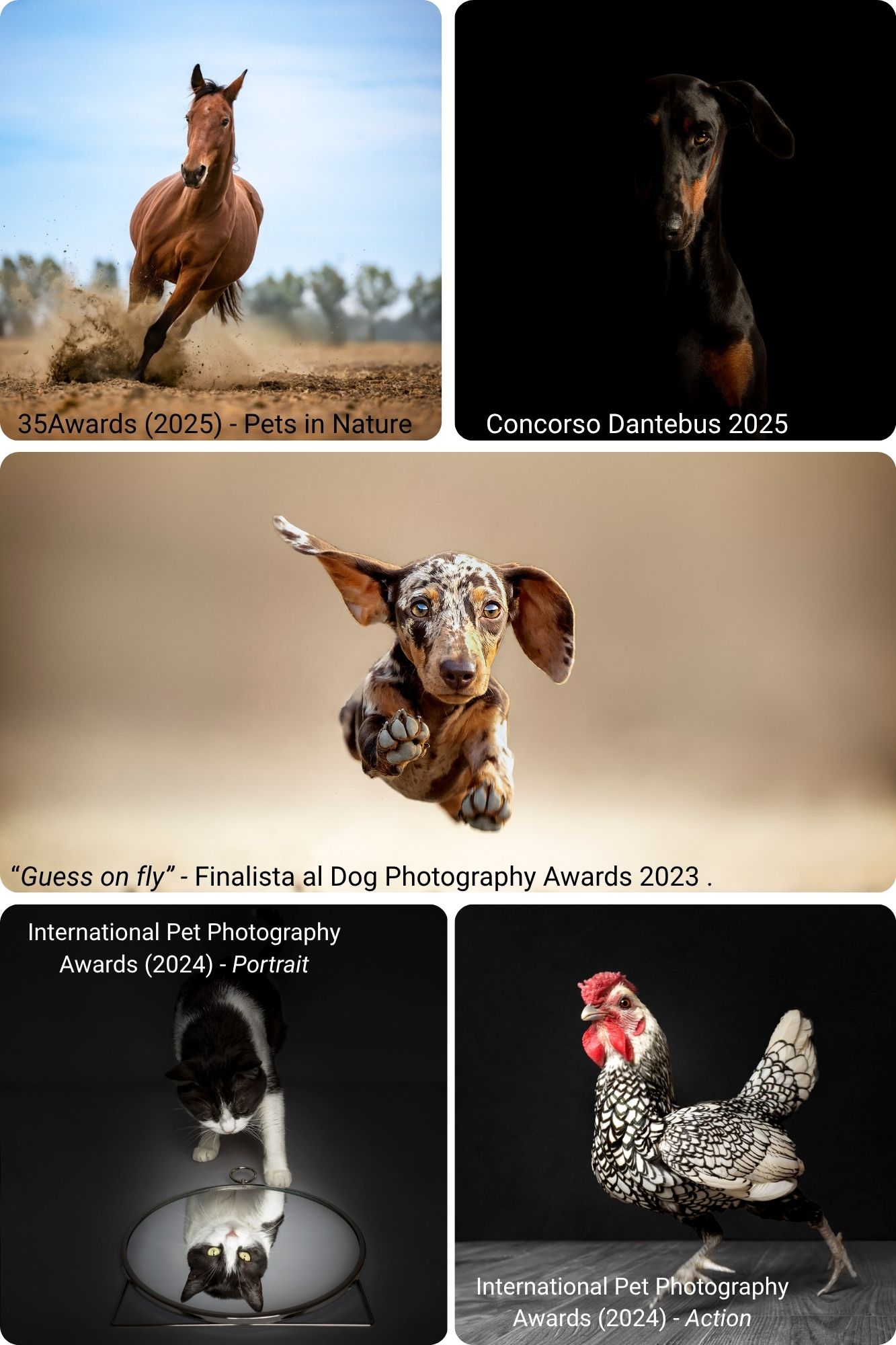 Fotografie finaliste nei concorsi fotografici per animali