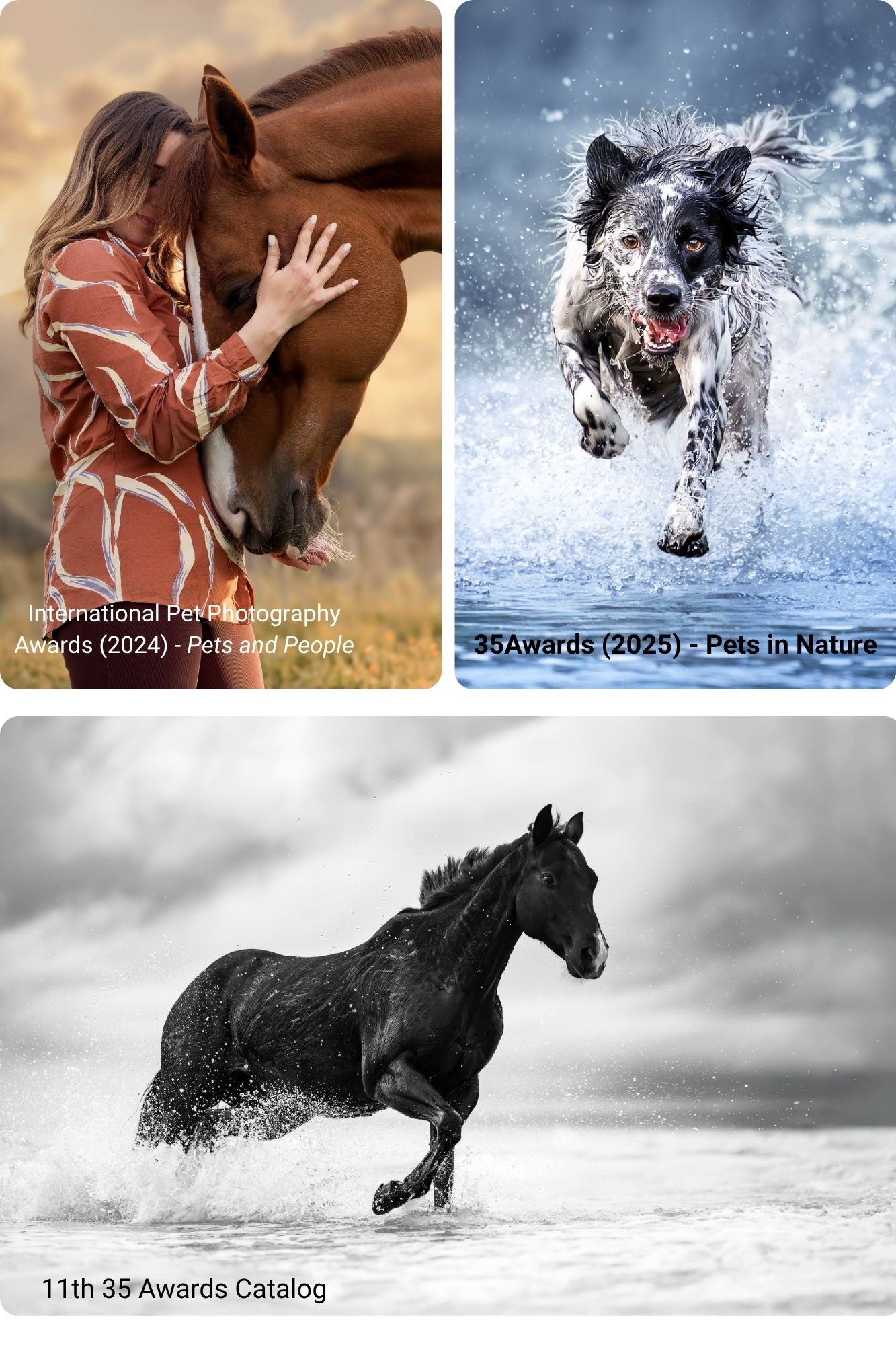 Fotografie finaliste nei concorsi fotografici per animali