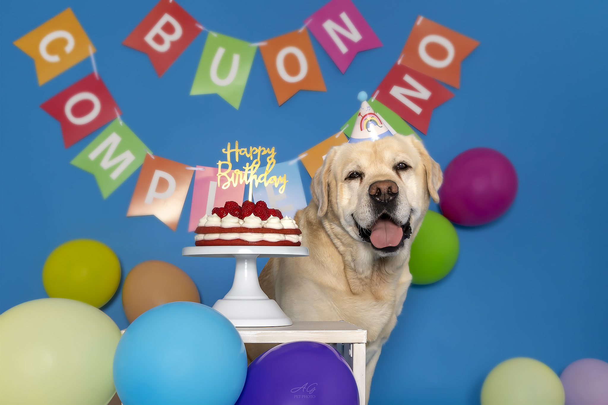 Fotografo Cani Roma: Servizio Doggy Smash Cake