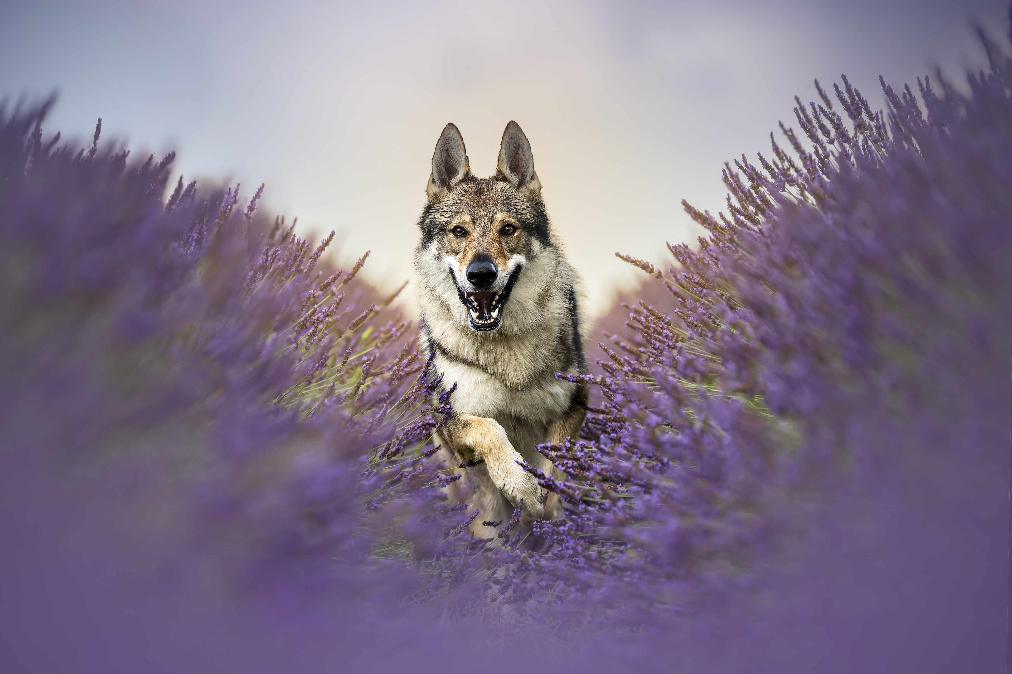 Cane lupo cecoslovacco di corsa nella lavanda al tramonto