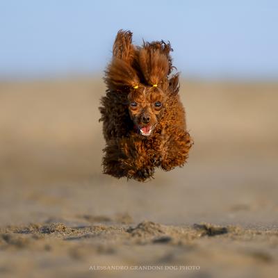 Cane Barbone Toy Corre sulla Spiaggia sembra volare