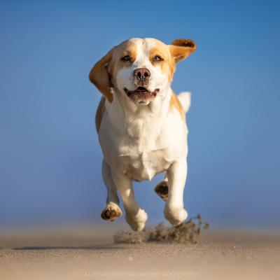 Cane Beagle che Corre sulla Spiaggia