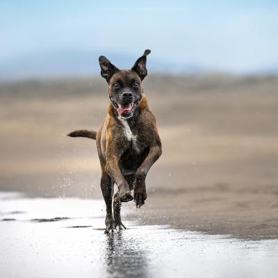 Cane Boxer che corre in Spiaggia con orecchie al vento