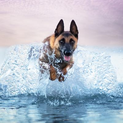 Cane Malin che esce dall'acqua saltando