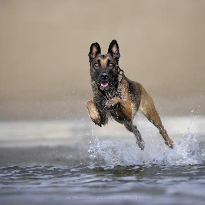 Cane Malin Corre Al Mare guardando dritto in camera