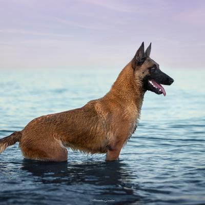 Cane Malin In piedi in Acqua al mare all' Alba