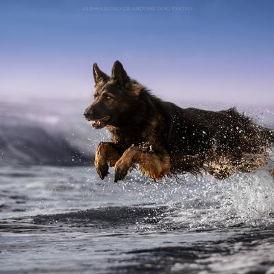 Cane Pastore Tedesco che corre In Acqua al Mare