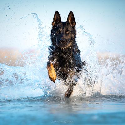 Cane Pastore Tedesco Nero Corre fuori dall'Acqua