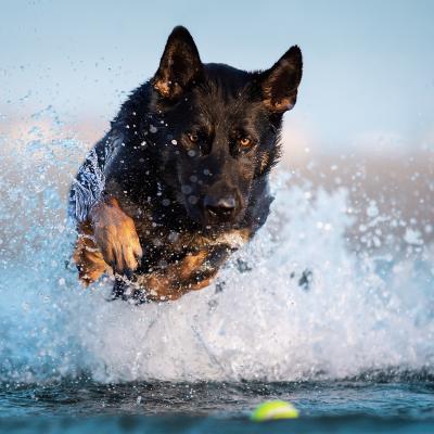 Cane Pastore Tedesco Nero esce dall'acqua