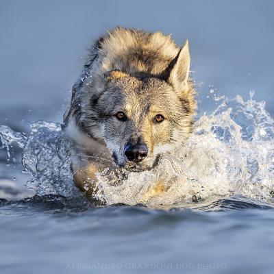Lupo Cecoslovacco Esce Dall Acqua sguardo fiero 