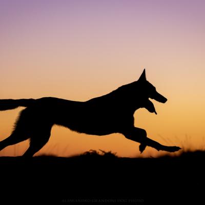 Silhoiette di Malinois che corre all'Alba al Mare