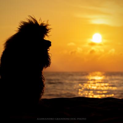 Silhouette Barbone Toy che guarda pensierosa il mare