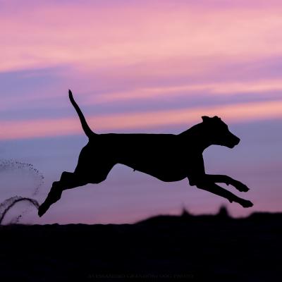 Silhouette Dobermann che corre sulla spiaggia all'alba