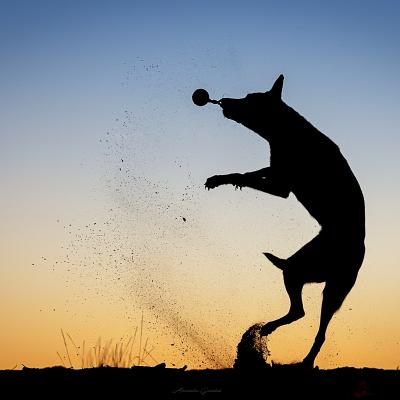 Silhouette Malinois che Salta con la palla in bocca, dietro un cielo blu e giallo 