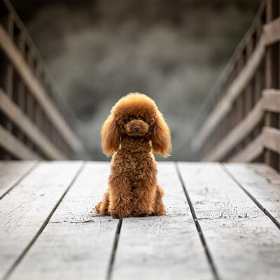 Barbone Toy Seduta Su Ponte
