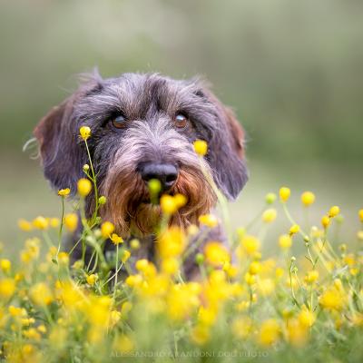 Cane Bassotto Tra I Fiori Gialli